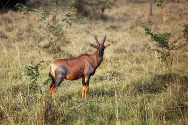 Çalılıklarda duran yaygın tsessebe veya sassaby (Damaliscus lunatus lunatus)