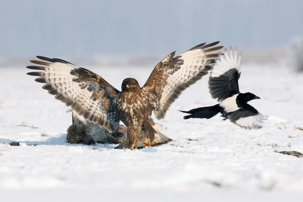 The common buzzard (Buteo buteo) bird of prey on a dead fox wards off magpie. A predator drives away a magpie from prey lying in the snow. Typical winter behavior of birds.