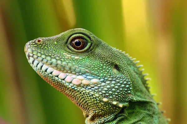 Chinese Water Dragon Physignathus Cocincinus Portrait Green Background — Stock Photo, Image