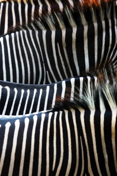 Das Zebra Equus Grevyi Lederstreifen — Stockfoto