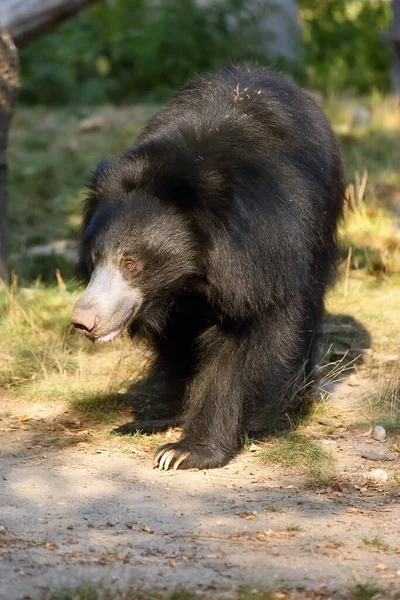 Медведь Ленивец Melursus Ursinus Известный Лабированный Медведь — стоковое фото