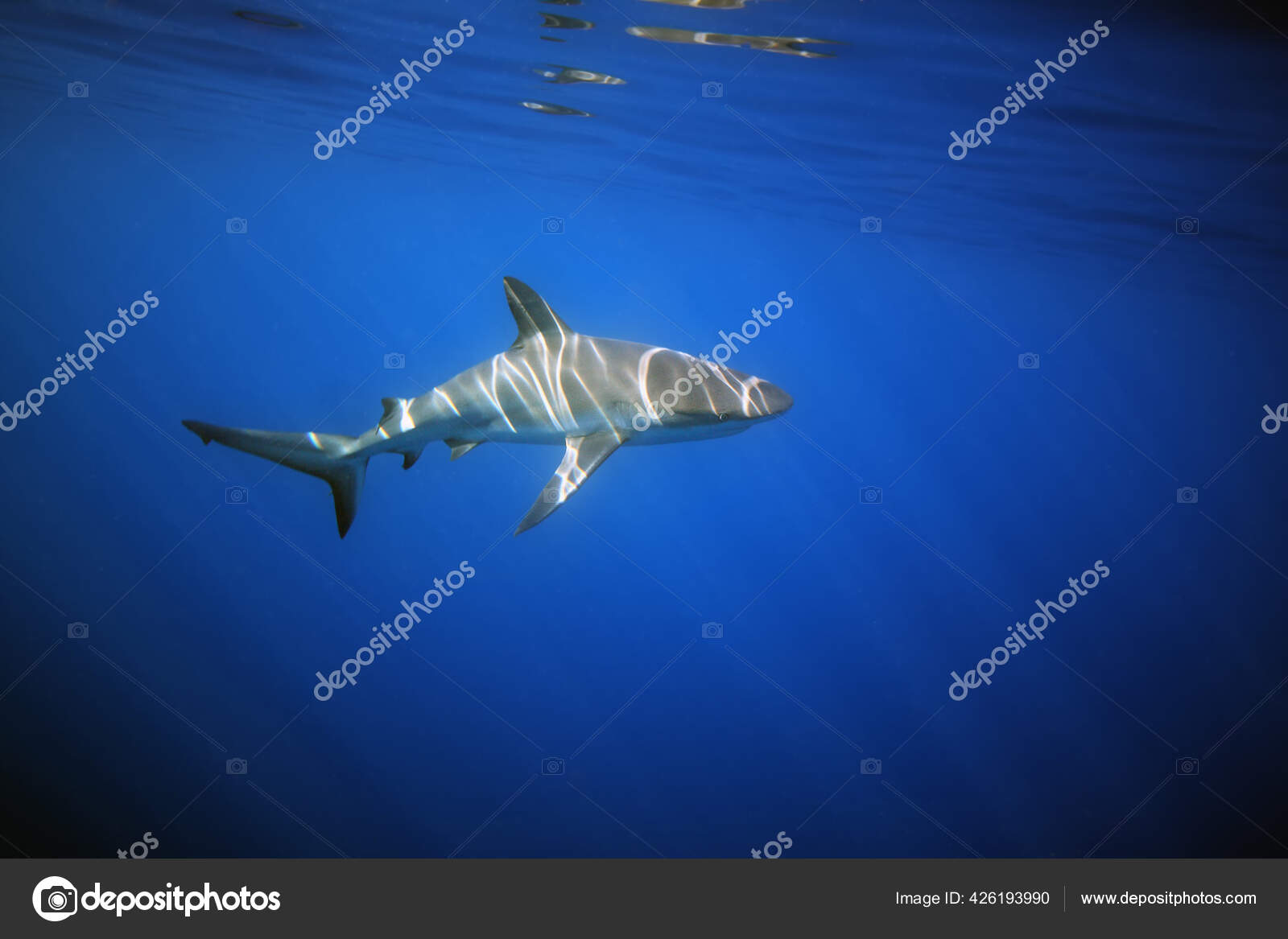 Tubarão-preto Carcharhinus Sinônimos Sobre O Recife De Coral Foto de Stock  - Imagem de animal, dentes: 157704248