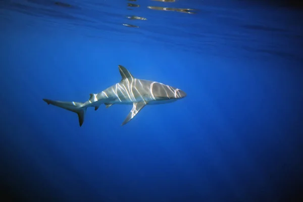 Tiburón Arrecife Del Caribe Carcharhinus Perezii Bajo Agua Con Sol — Foto de Stock