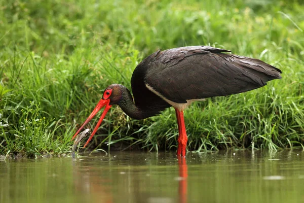 The black stork (Ciconia nigra) with the catfish.Bid black stork with fish in the bill with green background.European bird in the wetland.