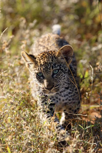 African Leopard Panthera Pardus Cub Young Leopard Walks Illuminated Colorful — Stock Photo, Image