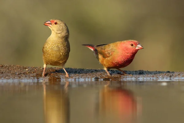 Der Rotschnabel Oder Senegal Gimpel Lagonosticta Senegala Trinkt Wasser Von — Stockfoto