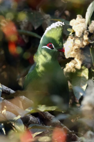 Knysna Turaco Tauraco Corythaix Keři Zelené Turaco Červeným Okem Zobákem — Stock fotografie