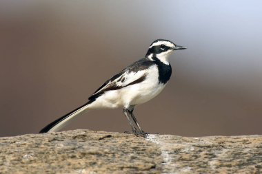 Afrika kuyruklu (Motacilla aguimp) kahverengi arka planlı taşın üzerinde oturuyor.