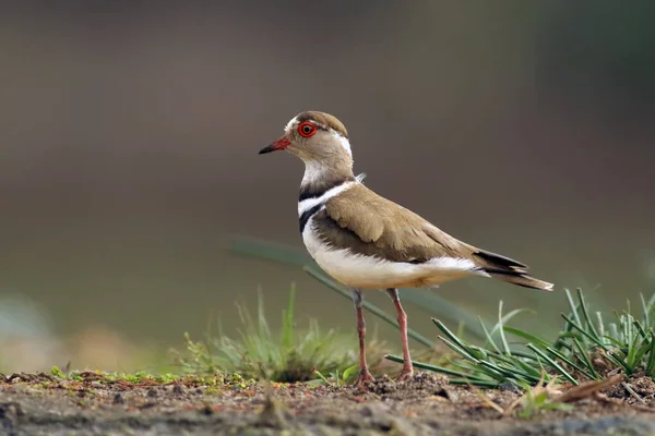 The three-banded plover, or three-banded sandplover (Charadrius tricollaris) standing on the shore in the green grass.