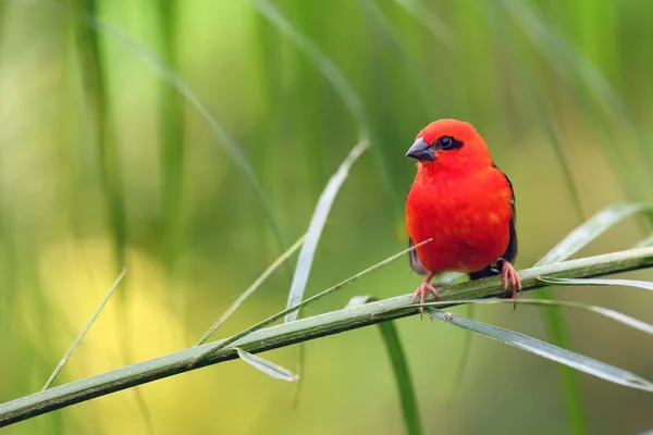 Fody Vermelho Foudia Madagascariensis Sentou Ramo Com Fundo Verde Tecelão — Fotografia de Stock