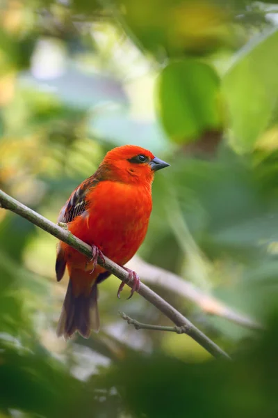 Fody Vermelho Foudia Madagascariensis Sentou Ramo Com Fundo Verde Tecelão — Fotografia de Stock