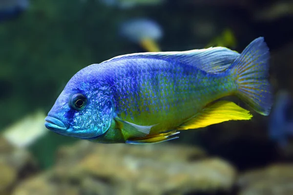 Aulonocara Nyassae Known Emperor Cichlid Blue Fish Dark Water — Stock Photo, Image