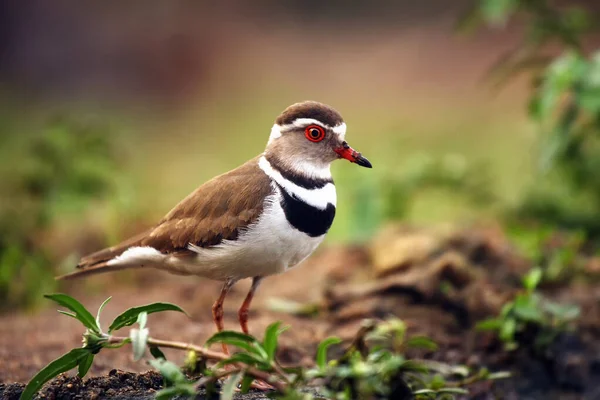 Three Banded Plover Three Banded Sandplover Charadrius Tricollaris Standing Shore — Stock Photo, Image