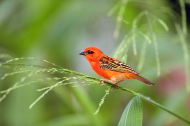 Kırmızı fody (Foudia madagascariensis) yeşil arka planda çimlerin üzerinde oturuyordu. Afrika adalarından bir kızıl dokumacı sık yeşil bir çalılıkta oturur. Pirinç sapında kırmızı kuş.