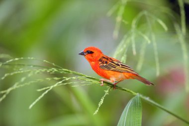 The red fody (Foudia madagascariensis) seated on the grass with green background. A red weaver from the African islands sits in a dense green bush. Red bird on a rice stalk. clipart