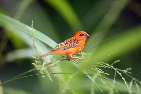 Feuillage Rouge Foudia Madagascariensis Assis Sur Herbe Avec Fond Vert — Photo