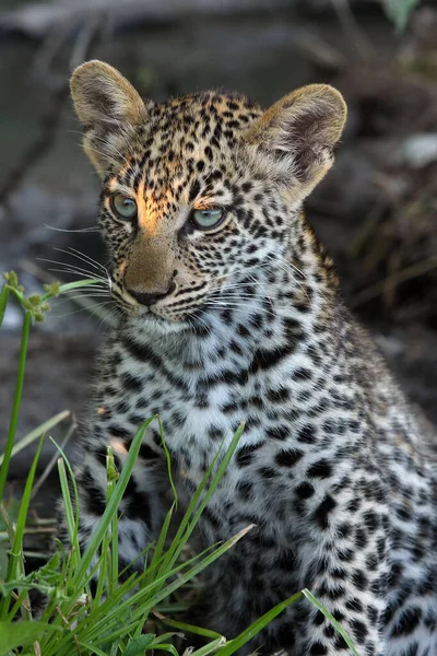 Leopardo Panthera Pardus Cachorro Joven Leopardo Escondido Oscuro Matorral — Foto de Stock