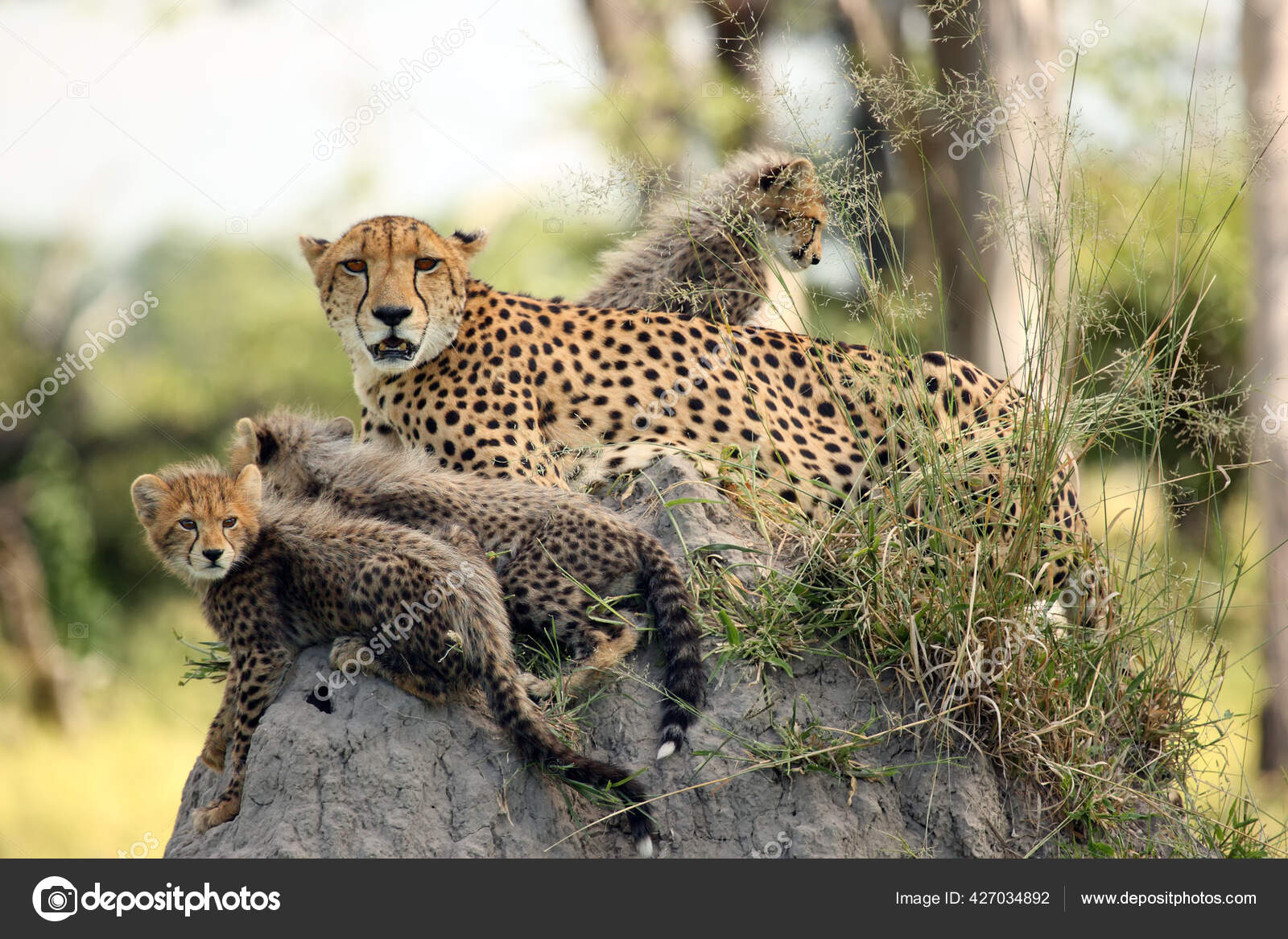 Guepard Acinonyx Jubatus Egalement Connu Sous Nom Leopard Chasse Mere Image Libre De Droit Par Arepiv C
