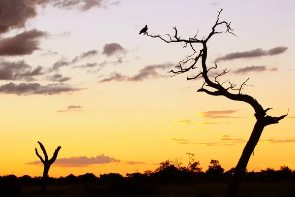 Aquila Albero Tramonto Bellissimo Tramonto Nella Savana Africana Con Albero — Foto Stock