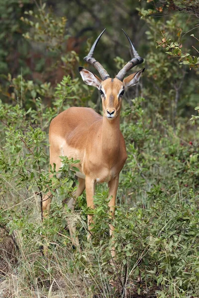 Імала Aepyceros Melampus Самка Кущі — стокове фото