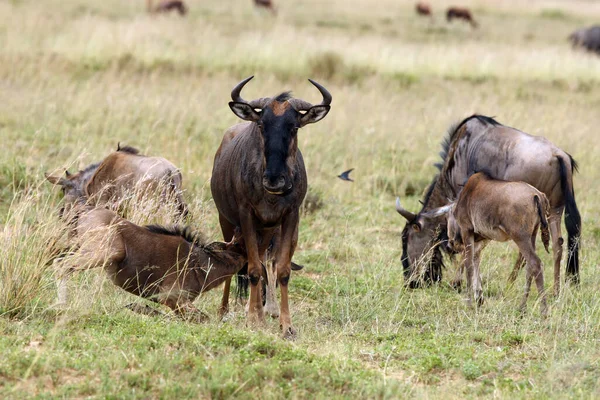 Connochaetes Taurinus 수염의 Wildebeest Brindled Gnu 라고도 불린다 동물의 — 스톡 사진