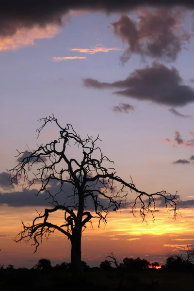 Árvore Solitária Mato Delta Okavango Pôr Sol Com Céu Laranja — Fotografia de Stock