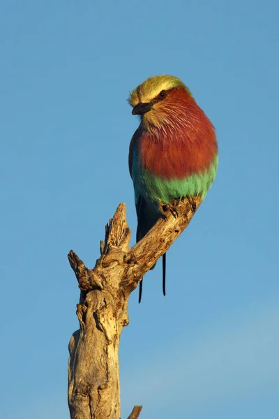 Rolo Peito Lilás Coracias Caudatus Sentado Árvore Com Fundo Azul — Fotografia de Stock