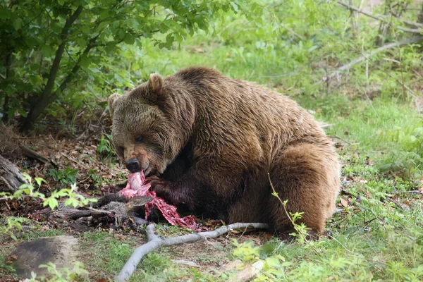 Eurasian brown bear (Ursus arctos) feeding on prey, roe deer. Large bear with prey in green thick bushes.