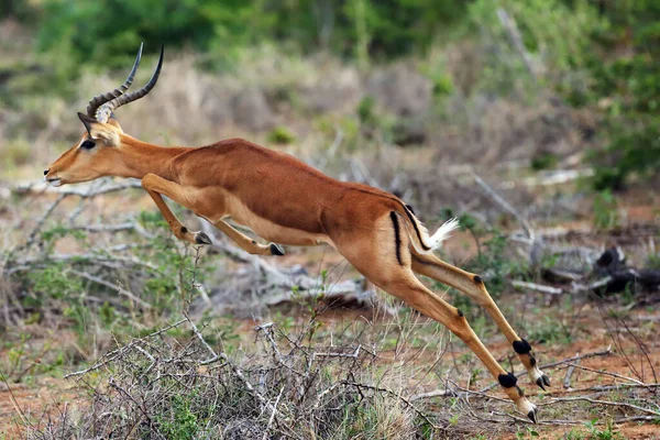 Impala Aepyceros Melampus Saltando Macho Através Arbustos Espinhosos Uma Savana — Fotografia de Stock
