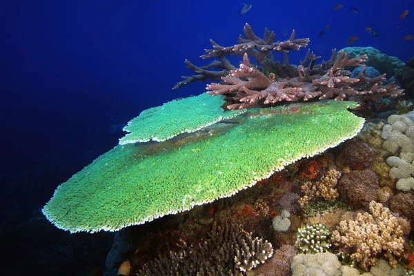 Plaque Corail Dans Océan Grand Corail Vert Dans Les Profondeurs — Photo