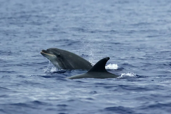 Відкритому Морі Поширені Пляшкоподібні Дельфіни Tursiops Truncatus Або Атлантичні Пляшкоподібні — стокове фото