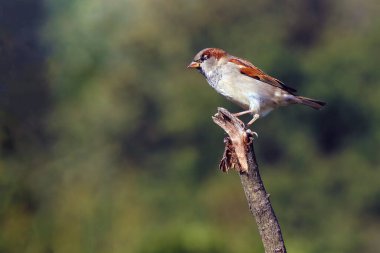 Ev serçesi (Passer domesticus) renkli bir geçmişe sahip bir dala sahiptir. Dal üzerinde küçük kahverengi Avrupalı şarkıcı.
