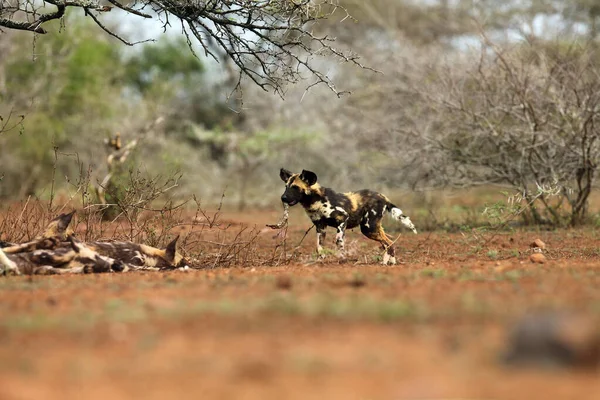 Afrikalı Vahşi Köpek Portresi Afrika Köpeği Veya Afrika Boyalı Köpeği — Stok fotoğraf