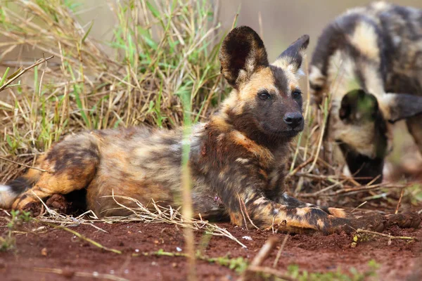 Portrait of African wild dog, African hunting dog, or African painted dog (Lycaon pictus) with green backround.