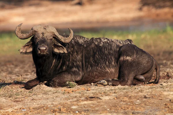 Búfalo Africano Búfalo Cabo Syncerus Caffer Grande Macho Deitado Coberto — Fotografia de Stock