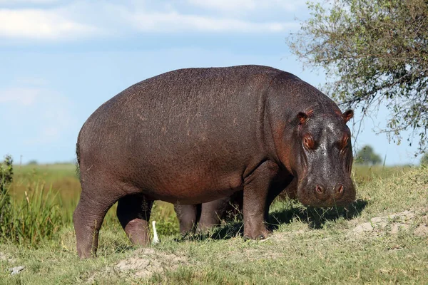 Gewone Nijlpaard Hippopotamus Amfibus Nijlpaard Grazen Grasheuvel Grote Nijlpaard Uit — Stockfoto