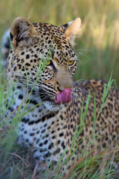 Африканский Леопард Panthera Pardus Pardus Женский Портрет Траве Портрет Молодой — стоковое фото