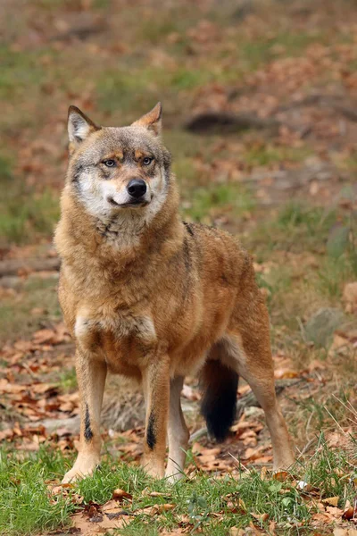 Der Grauwolf Oder Grauwolf Canis Lupus Steht Sich Gegenüber — Stockfoto