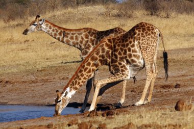 The giraffe, South African giraffe or Cape giraffe (Giraffa camelopardalis giraffa) drinking from the waterhole. Two giraffes drink at a watering hole. clipart