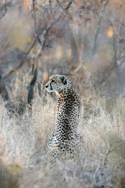 ブッシュに座っている狩猟ヒョウとしても知られるチーター Acinonyx Jubatus クルーガー公園のチーターの写真 濃い茂み 奇妙な色の風景の中の秋 — ストック写真