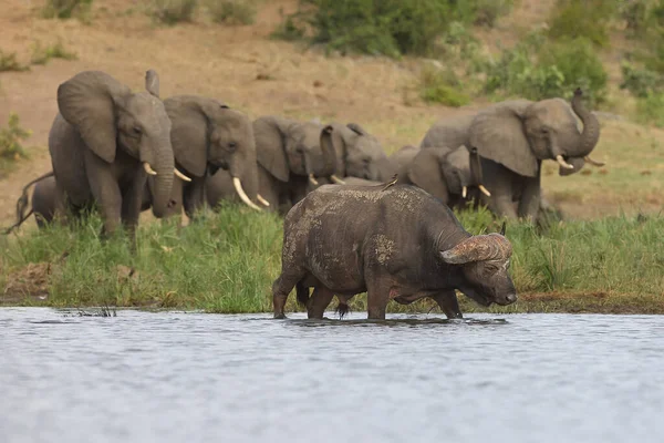 아프리카물소나 아프리카물소 Syncerus Caffer 코끼리 댐에서 마신다 물웅덩이에 커다란 동물들이 — 스톡 사진