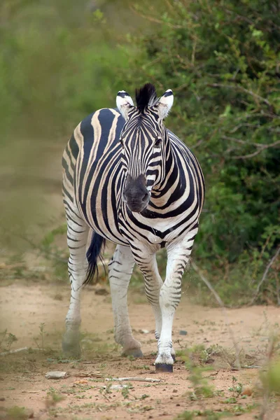 Slätterna Zebra Equus Quagga Tidigare Equus Burchellii Även Känd Som — Stockfoto