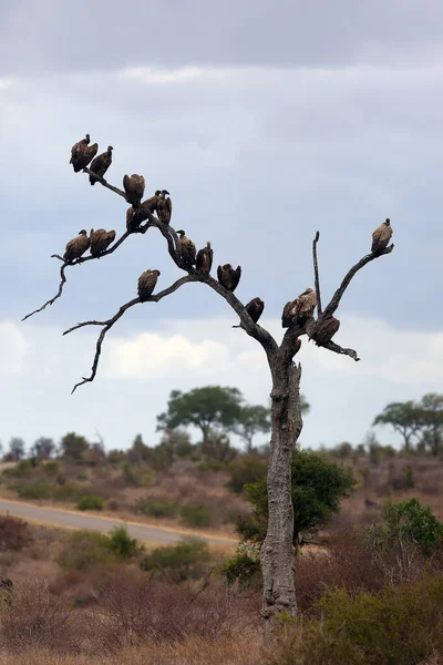 Avvoltoio Dalla Schiena Bianca Gyps Africanus Stormo Seduto Albero Albero — Foto Stock