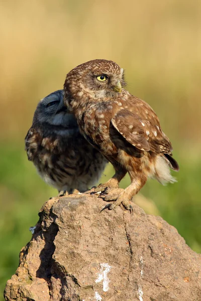 Pequeño Búho Athene Noctua Adulto Con Joven Sentado Una Piedra —  Fotos de Stock