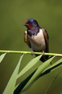 Ambar kırlangıcı (Hirundo rustica) yeşil arka planda bir sazlıkta oturuyor.