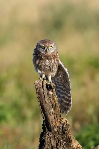 Little Owl Athene Noctua Stretches Old Dry Branch Little Owl — Stock Photo, Image