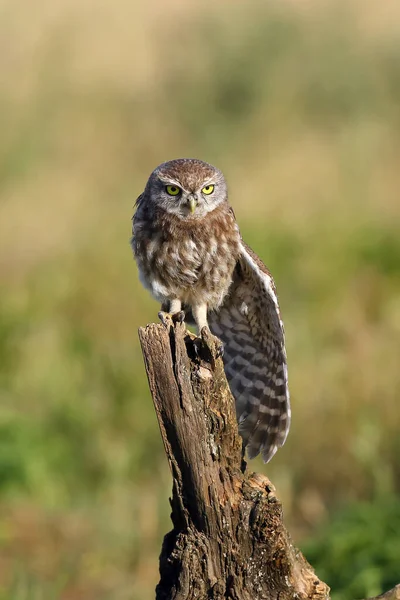 Gufo Athene Noctua Estende Vecchio Ramo Asciutto Gufo Stende Sua — Foto Stock