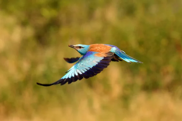 Европейский Роллер Coracias Garrulus Вылетает Гнездовой Полости Желтым Полем Заднем — стоковое фото