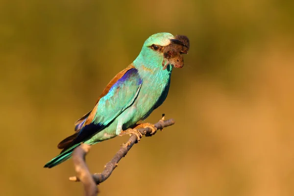 Голубая Птица Хищником Маяке Золотистом Свете — стоковое фото