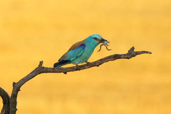 European Roller Coracias Garrulus Branch Frog Morning Light Yellow Field — Stock Photo, Image